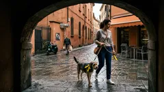 Nastro giallo sul collare del cane: il segnale da conoscere prima di avvicinarsi