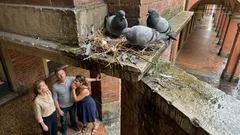 Perché in città non vediamo mai i pulcini di piccione: cosa succede davvero nei nidi