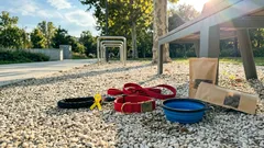 Collare rosso al cane: il segnale silenzioso da riconoscere in passeggiata